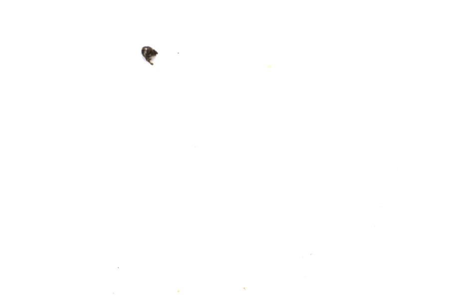 Image 30